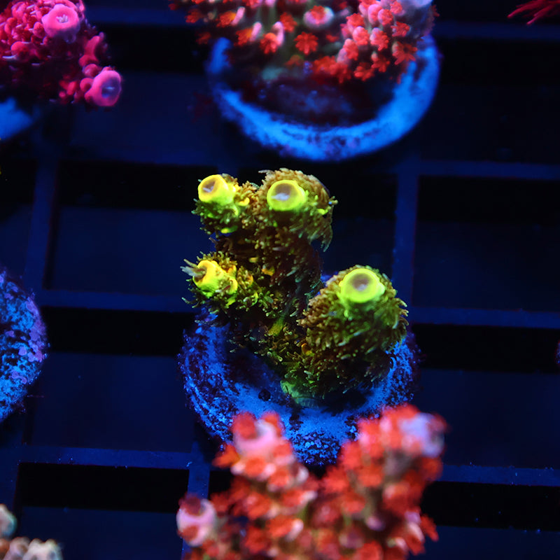 RRC Rainbow Splice Green