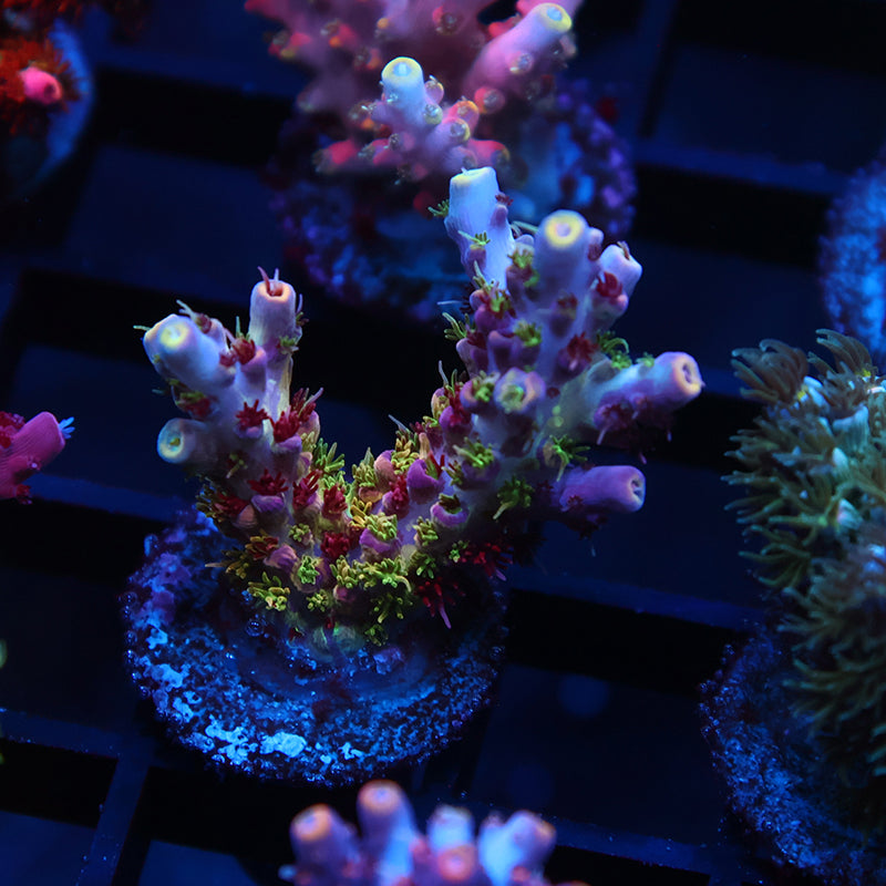 TCK Grafted Kaleidoscope