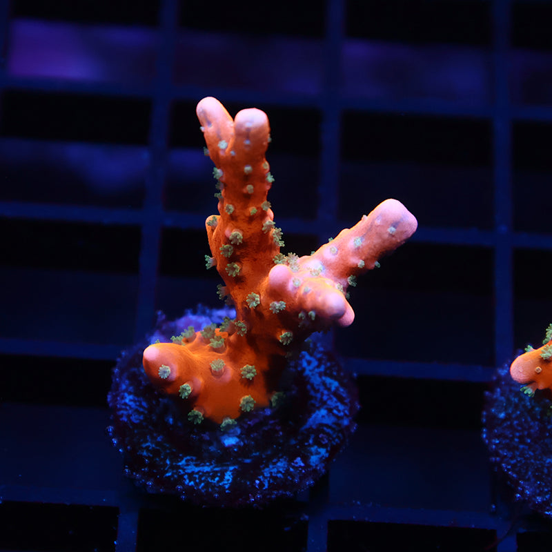 RR Tropicana Anacropora