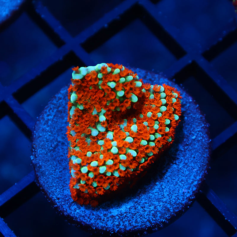 JF Aquaman Monti