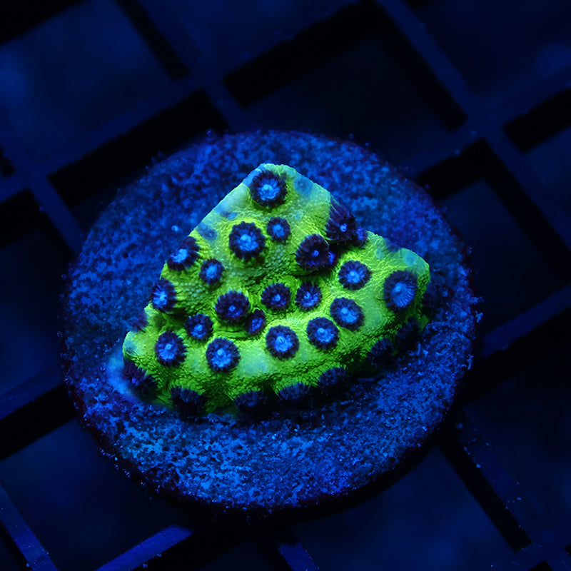 JF Purple People Eater Cyphastrea