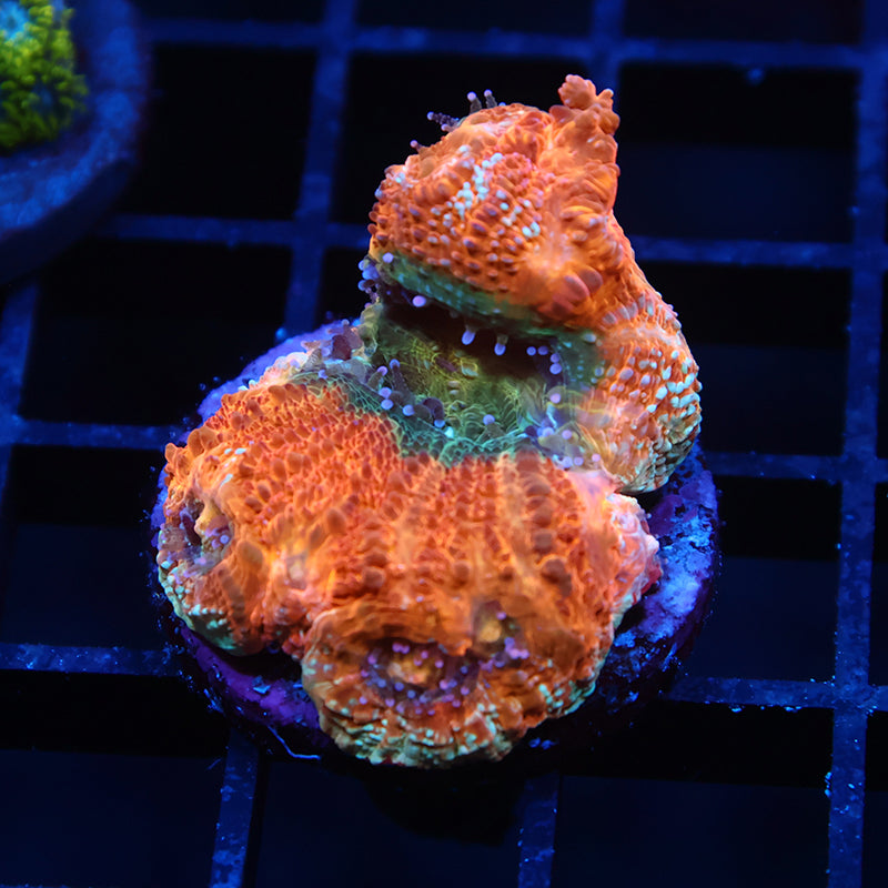 TCK Orange Creamsicle Bowerbanki