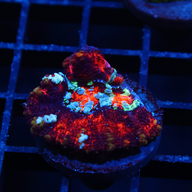 TCK Aquacultured Wilsoni