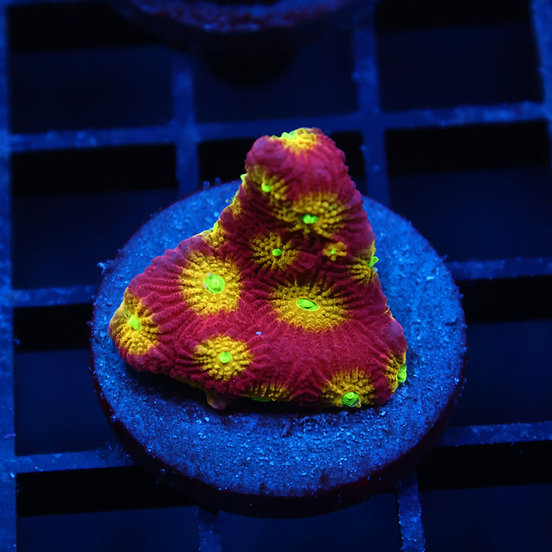 TCK Fire Eye Favia