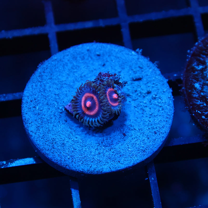 Supergirl Zoas