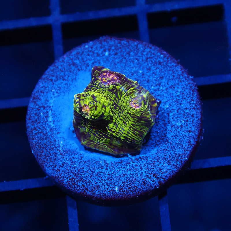 TCK Toxic Swirl Chalice