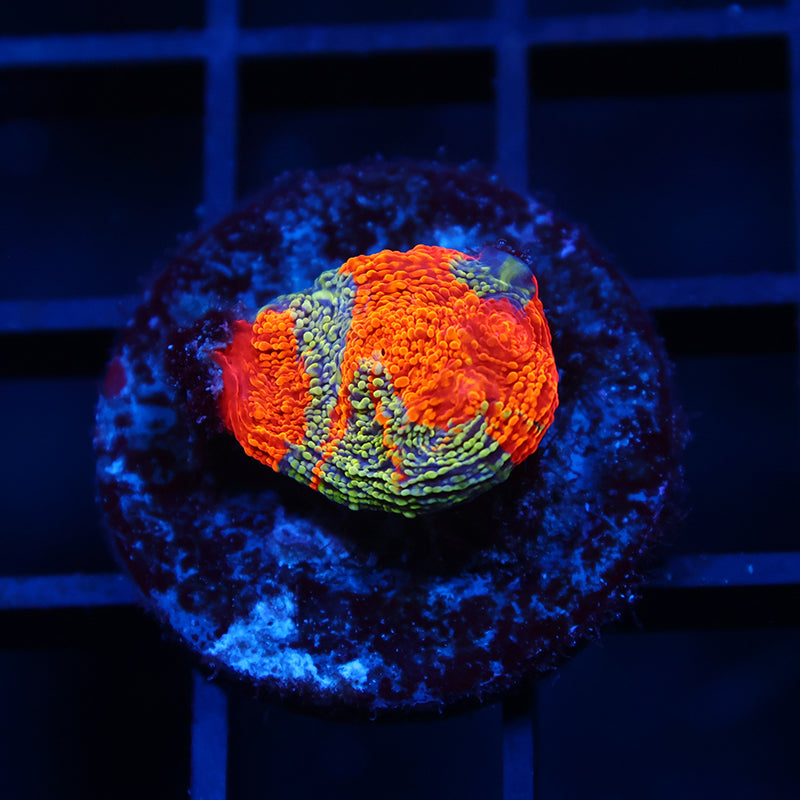 TCK Raging Rainbow Swirl Chalice