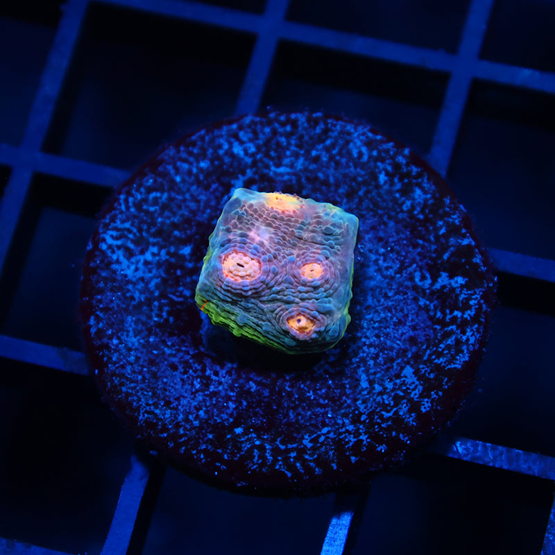 TCK Amazing Rainbow Chalice Blue Side