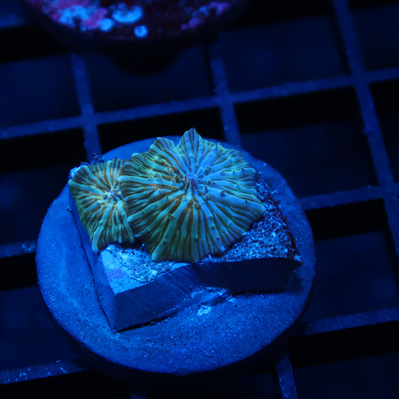 RandyO's Bicolor Disco Mushrooms