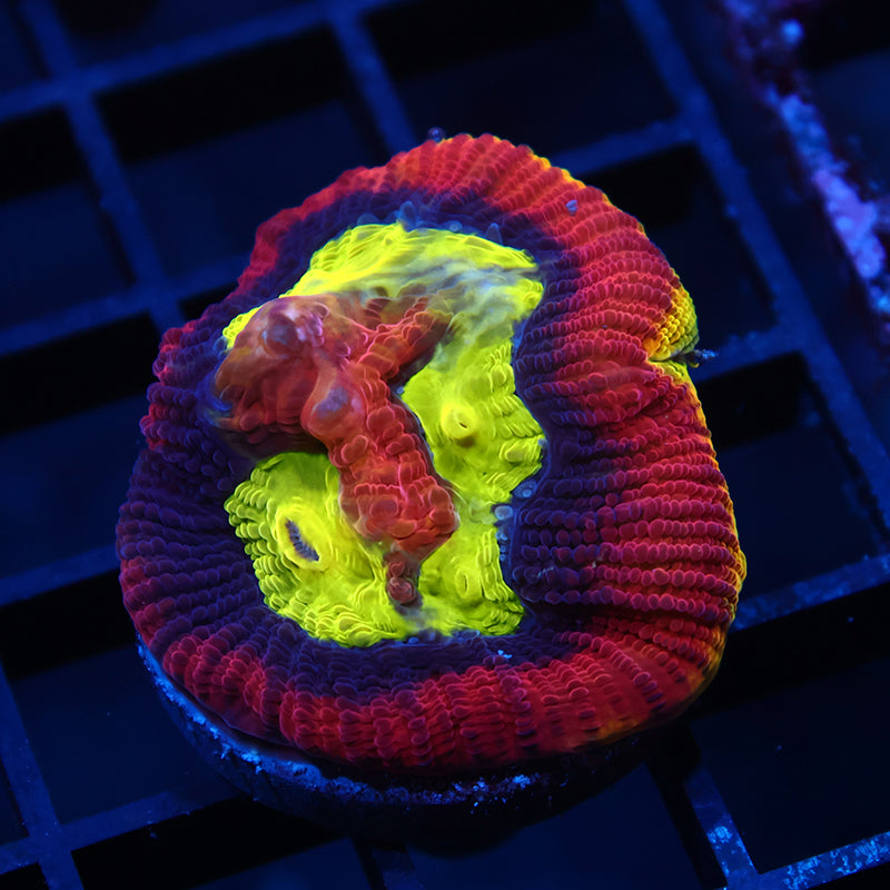 TCK Dragon Soul Favia Large Polyped