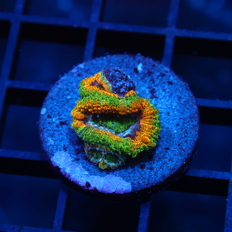 TCK OG Mardi Gras Acan