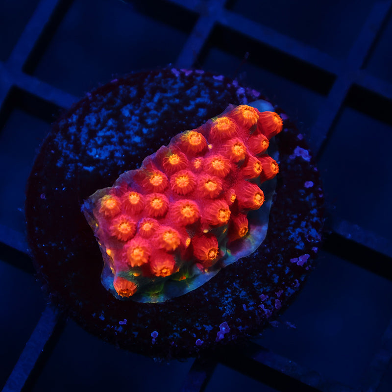 TCK Rainbow Abstract Cyphastrea
