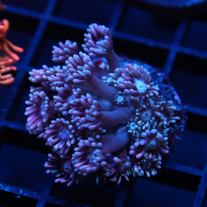 TCK Grape Gumballs Goni