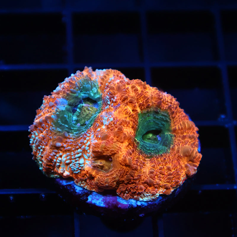 TCK Orange Creamsicle Bowerbanki