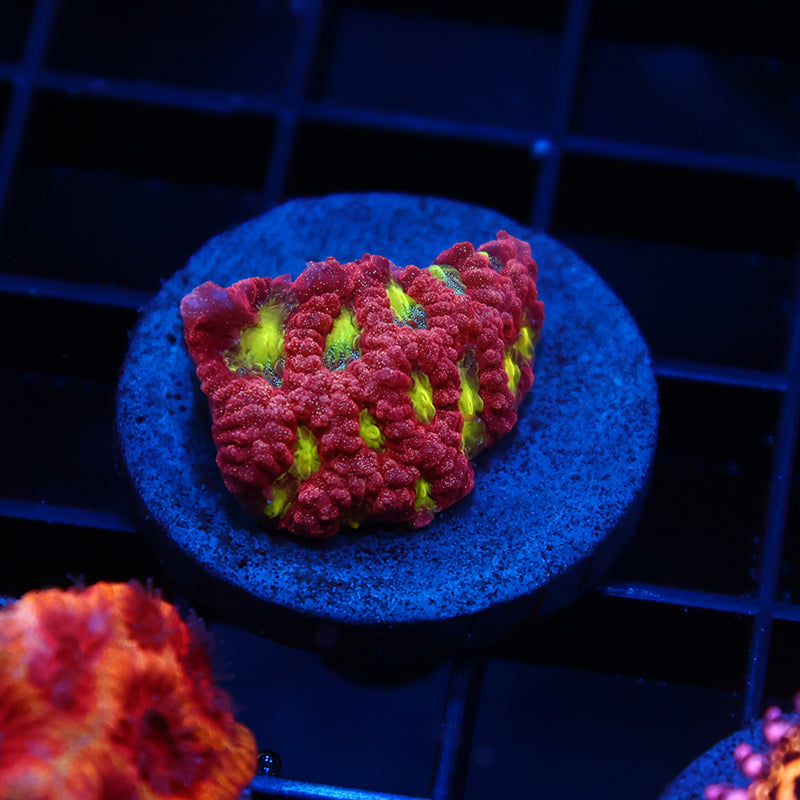 WWC Blood Diamond Favia