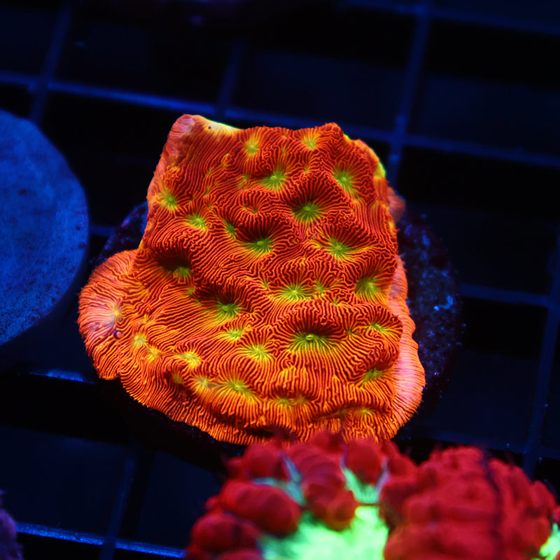JF Jack-O-Lantern Lepto