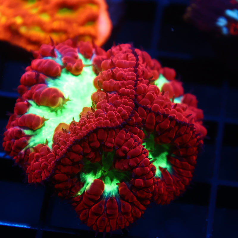 TCK Big Polyp Sour Apple Blastos
