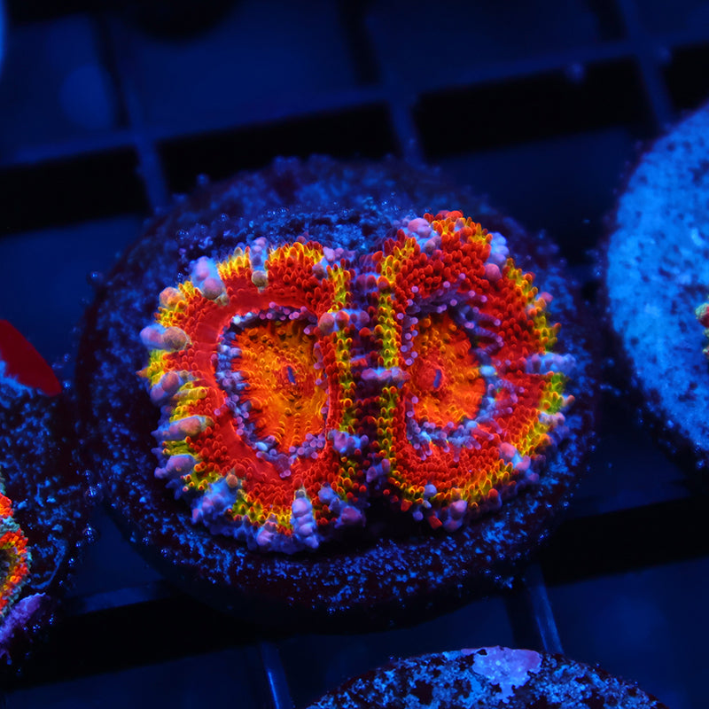 TCK Crazy Rainbow Acan