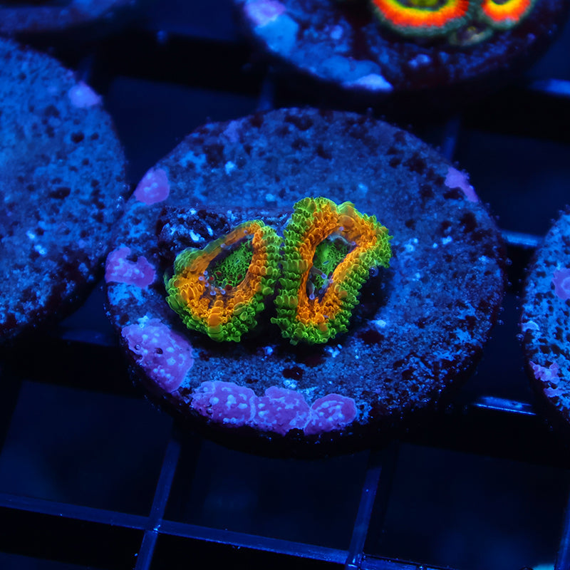 TCK OG Mardi Gras Acans