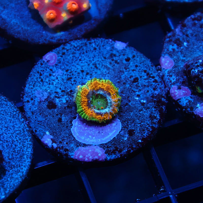 Tiny TCK OG Mardi Gras Acan