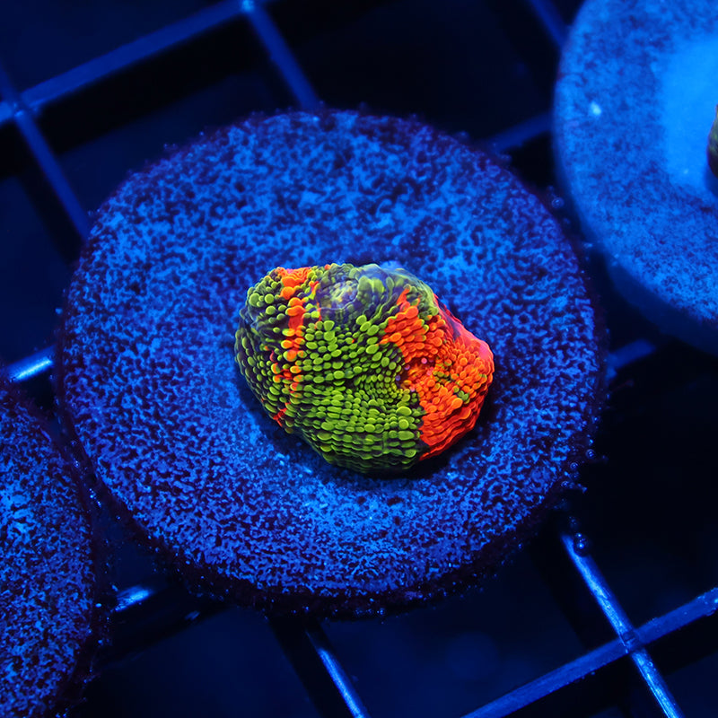 TCK Toxic Rainbow Swirl Chalice