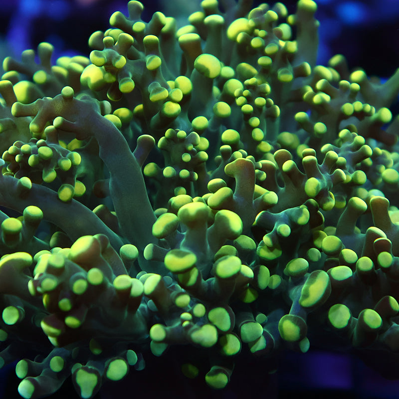 TCK Branching Lemon Lime Frogspawn