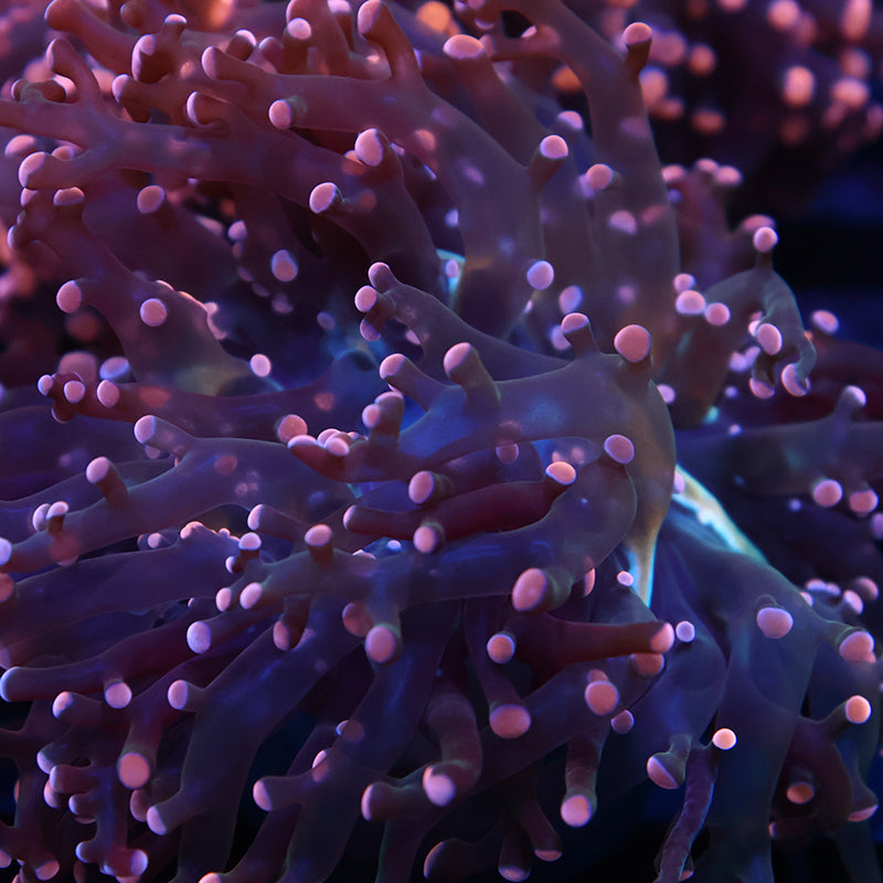 TCK Branching Peach Frogspawn
