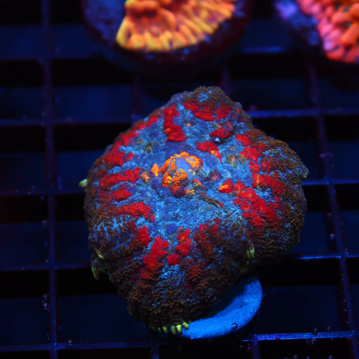 TCK Rainbow Rhodactis