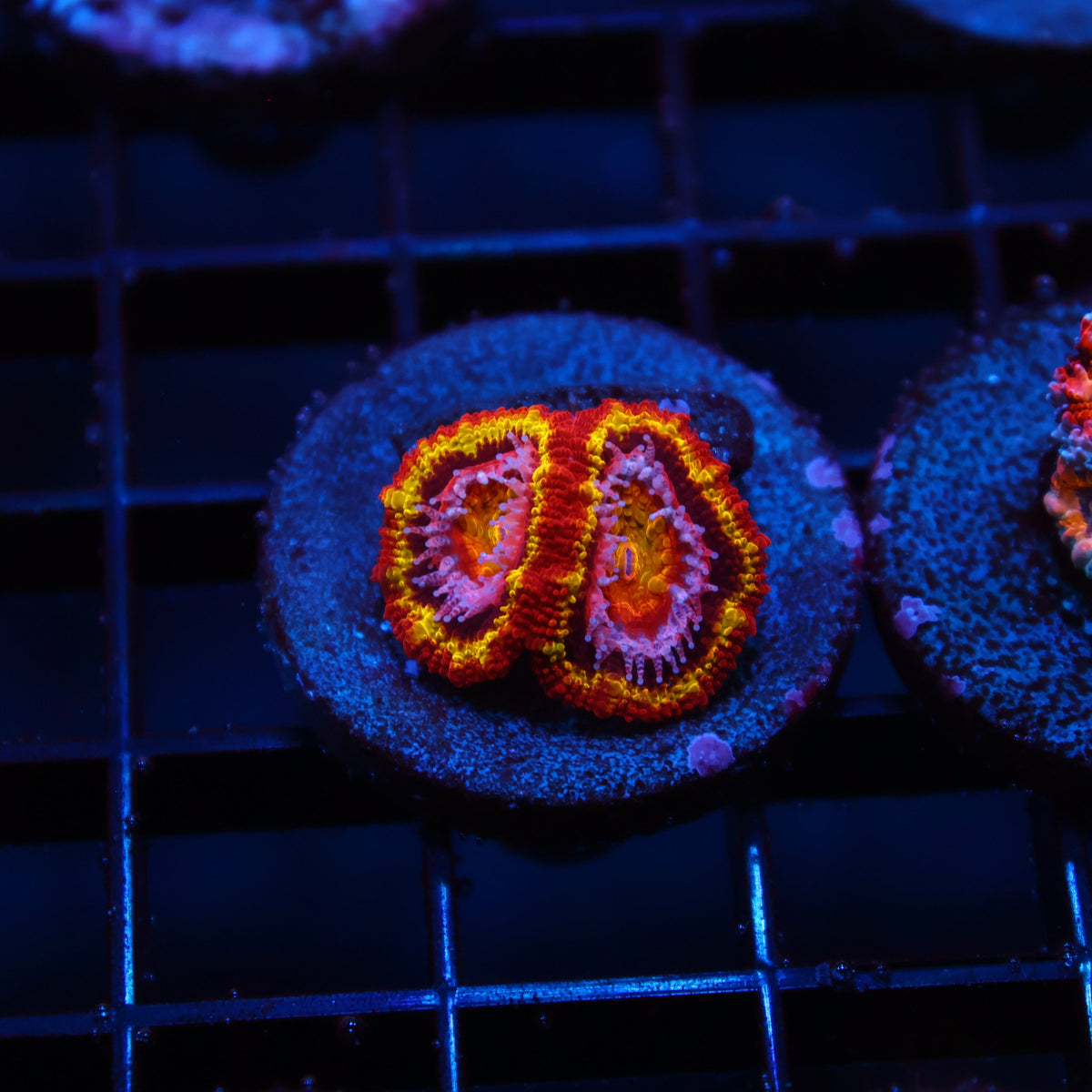 TCK OG Black Hole Sun Acans