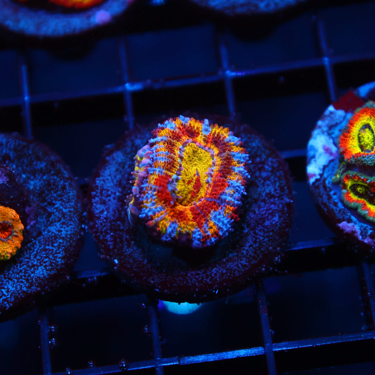 Insane TCK Crazy Rainbow Acan