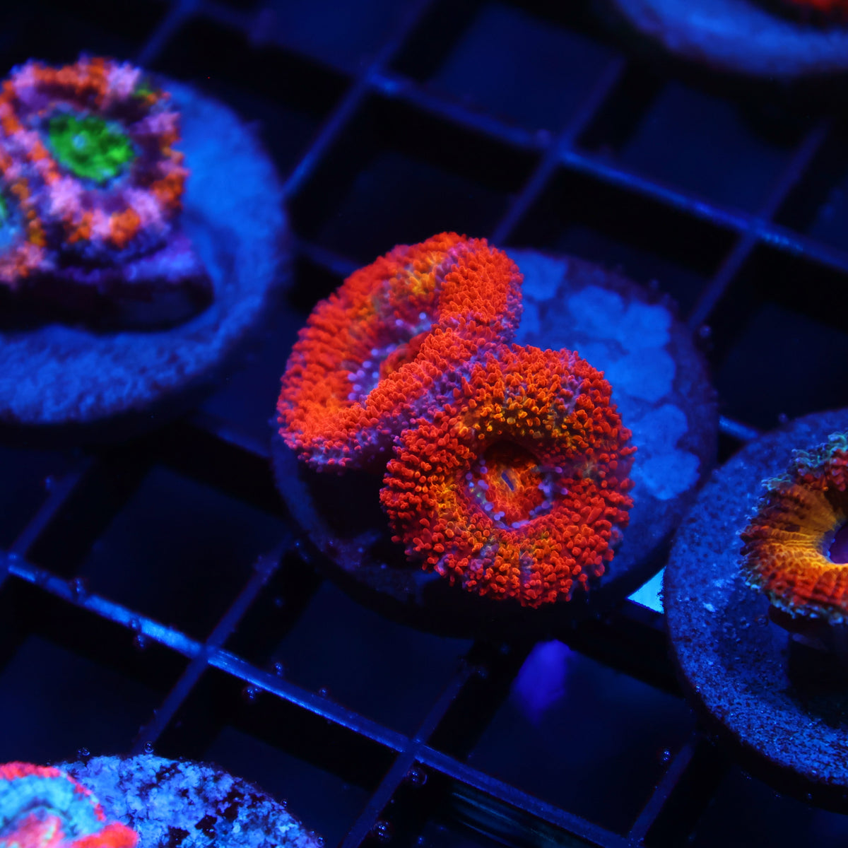 TCK Rainbow Bright Acan