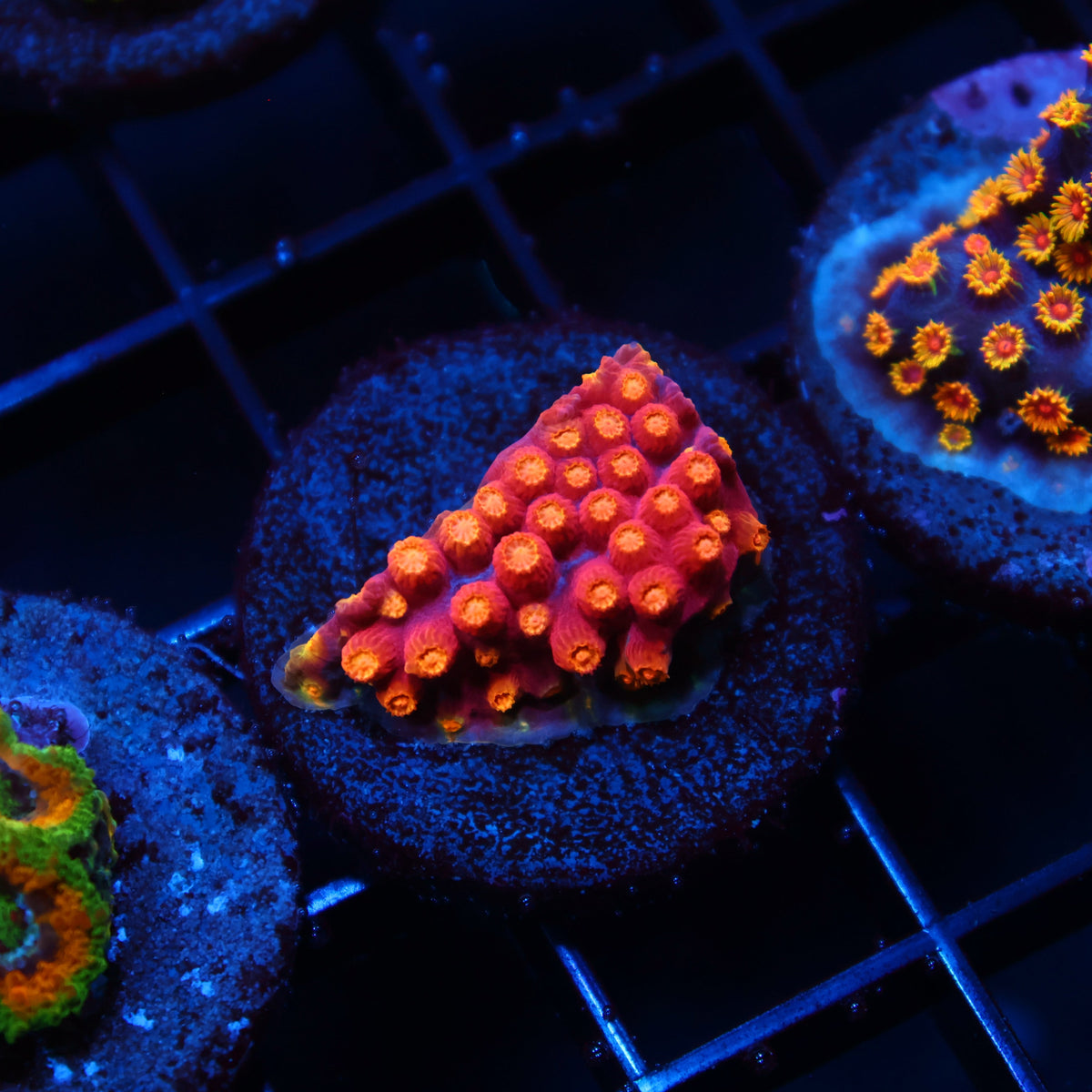 TCK Abstract Rainbow Cyphastrea