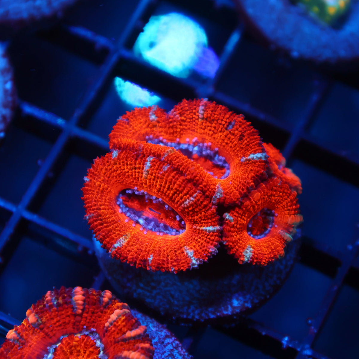 TCK Awesome Acan