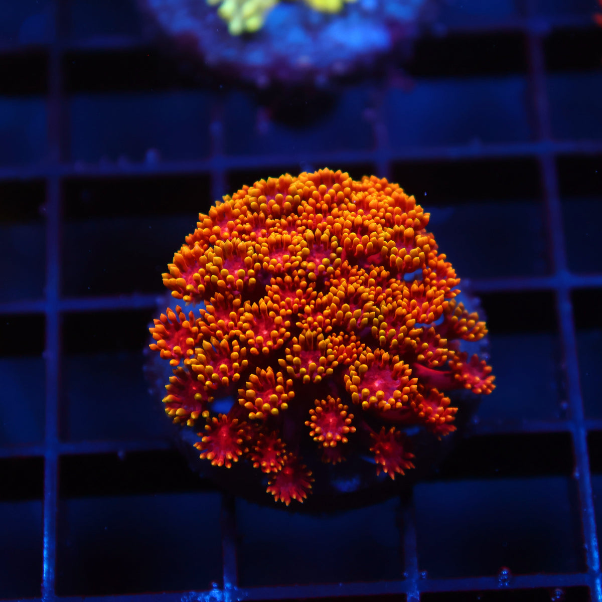 TCK Rainbow Crunch Goni Bernardpora