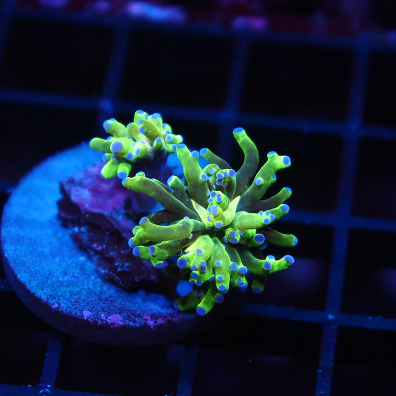Baby TCK Branching Green and Purple Frogspawn Double
