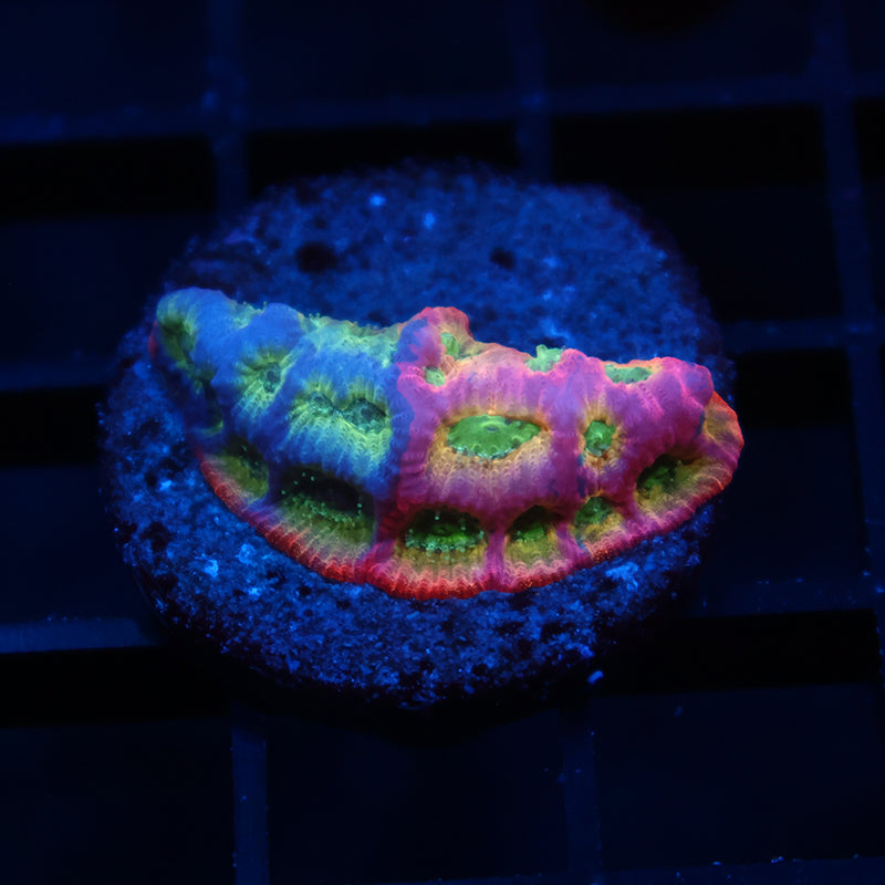 JF Dayglo Favia