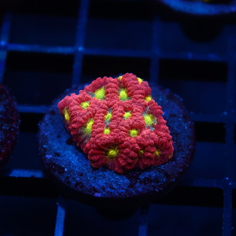 WWC Blood Diamond Favia
