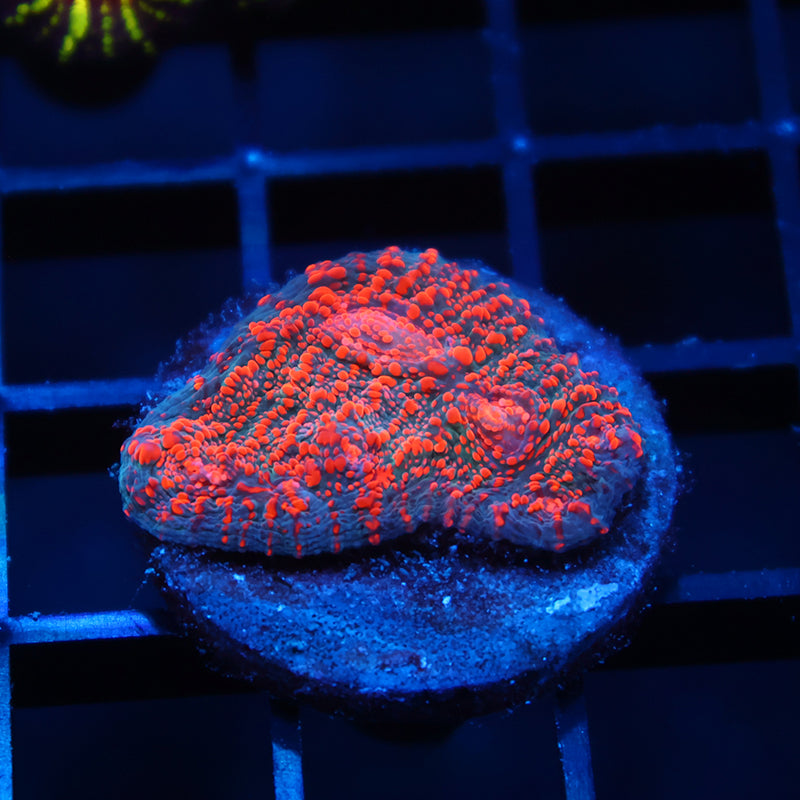 WWC Cherry Garcia Chalice