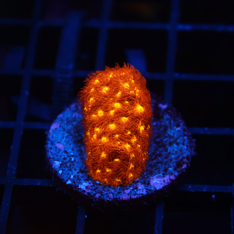 Orange Psammocora
