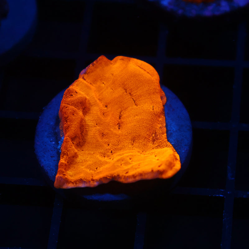 TCK Tangerine Lepto
