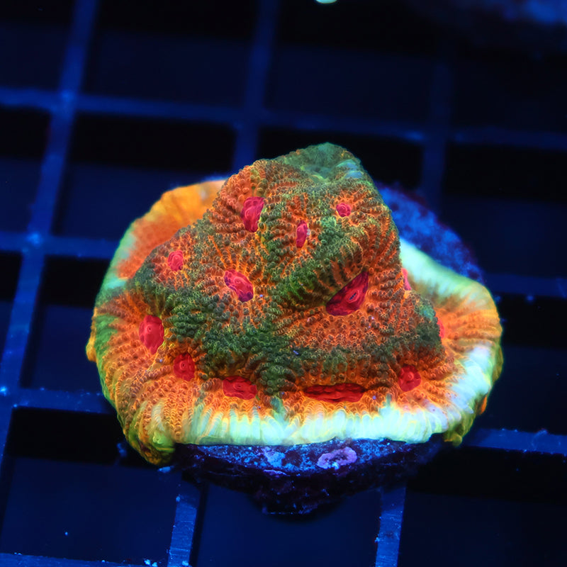 TCK Fascination Favia