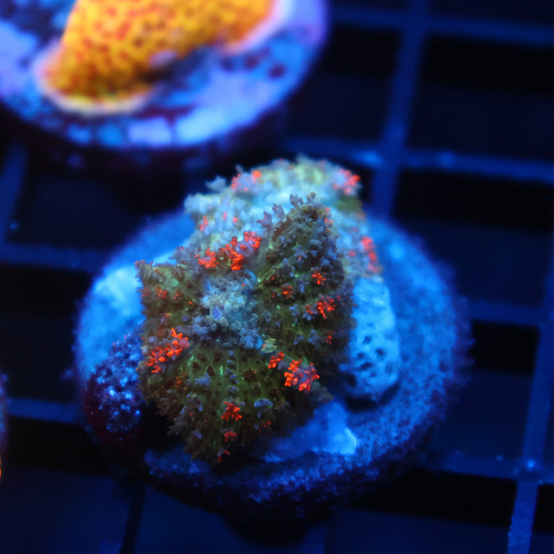 TCK Bouncy Rhodactis