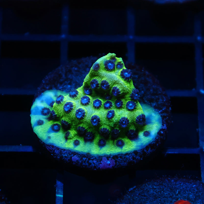 JF Purple People Eater Cyphastrea