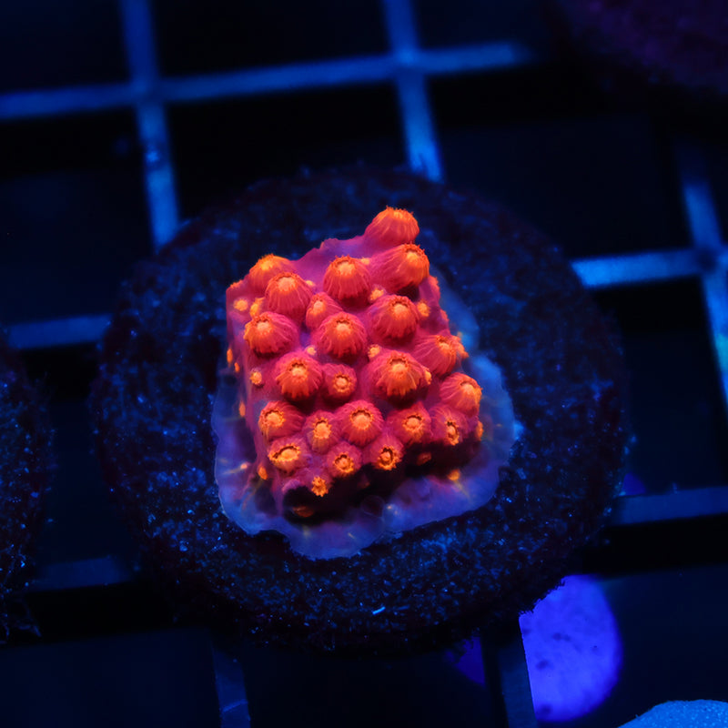 TCK Abstract Rainbow Cyphastrea