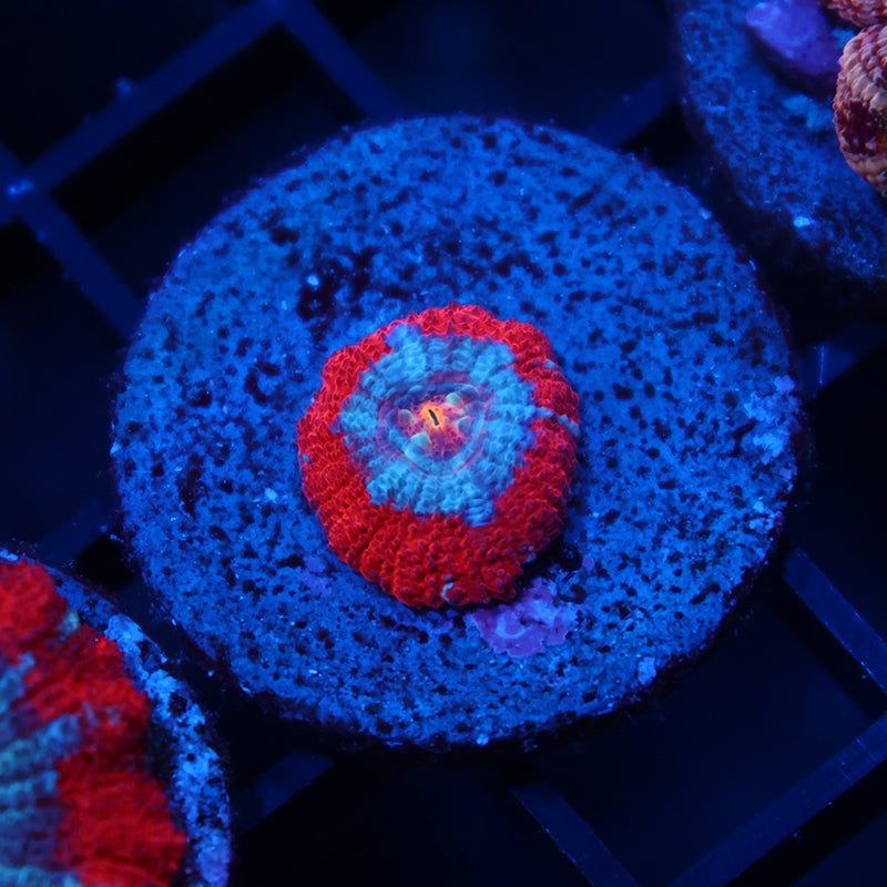 Tiny TCK Rainbow Center Asia Acan