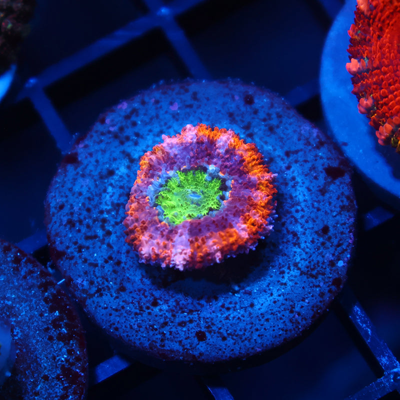 TCK Lemon Limes Acan