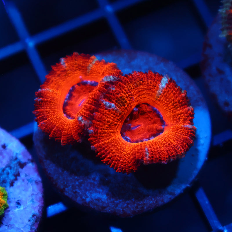 Sweet Acan