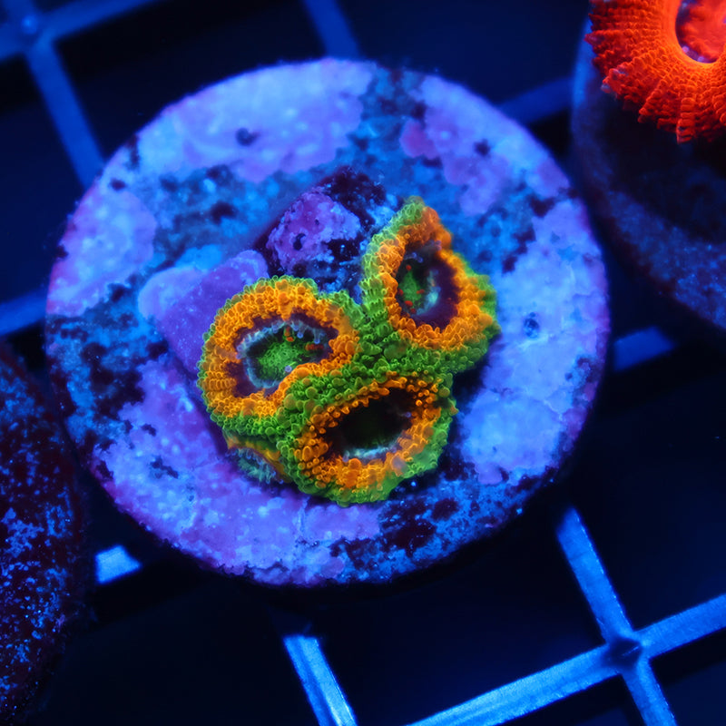 TCK OG Mardi Gras Acan