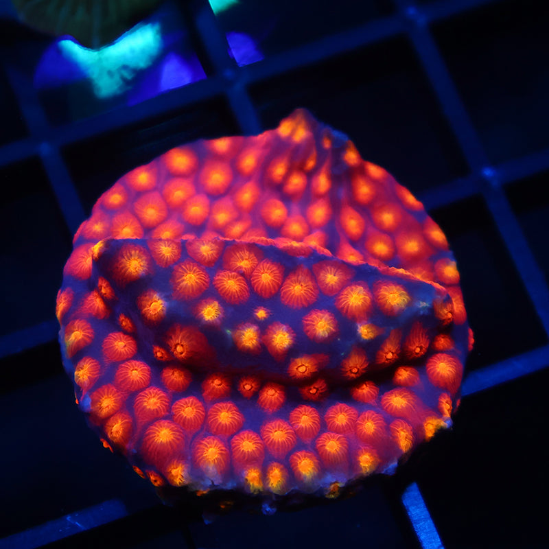 Lg ARC Monet's Madness Cyphastrea