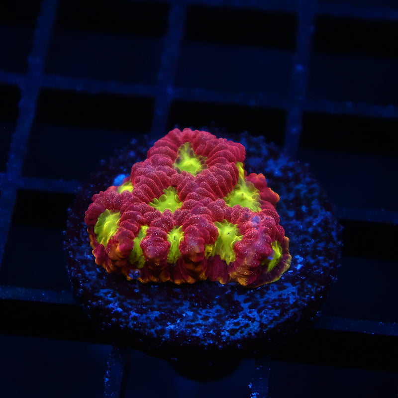 WWC Blood Diamond Favia